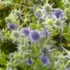 Bio Kleiner Mannstreu 'Blauer Zwerg' Blau, Topf-Ø 9 Cm, 3er-Set -Gartentopf Geschäft 0319100537 Eryngium planum Blauer Zwerg 120374