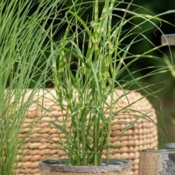 Bio Zebragras 'Zebrinus', Topf 5 Liter -Gartentopf Geschäft 0320300264 Miscanthus sin Zebrinus 1 81629