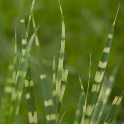 Bio Zebragras 'Zebrinus', Topf 5 Liter -Gartentopf Geschäft 0320300264 Miscanthus sin Zebrinus 2 81628
