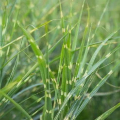 Bio Zebragras 'Zebrinus', Topf 5 Liter -Gartentopf Geschäft 0320300264 Miscanthus sin Zebrinus 3 81627