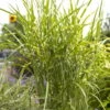 Bio Zebragras 'Zebrinus', Topf 5 Liter 2 Bio Zebragras 'Zebrinus', Topf 5 Liter -Gartentopf Geschäft 0320300264 Miscanthus sin Zebrinus 81626