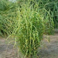Bio Zebragras 'Zebrinus', Topf 5 Liter -Gartentopf Geschäft 0320300264 Miscanthus sin Zebrinus KB 5ltr Cont 34957