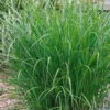 Bio Chinaschilf 'Ferner Osten', Topf 5 Liter -Gartentopf Geschäft 0320300505 Miscanthus sin Ferner Osten KB 5ltr Cont 34959
