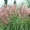 Bio Chinaschilf 'Kleine Fontäne', Topf 5 Liter 1 Bio Chinaschilf 'Kleine Fontäne', Topf 5 Liter -Gartentopf Geschäft 0320300508 Miscanthus sin Kleine Fontaene KB 5ltr Cont 34960