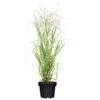 Bio Rutenhirse 'Heavy Metal', Topf 5 Liter -Gartentopf Geschäft 0320300777 Panicum virgatum Heavy Metal KB 5Ltr Cont 78150