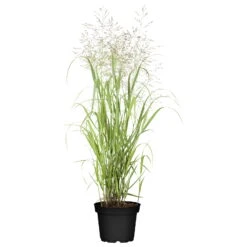Bio Rutenhirse 'Heavy Metal', Topf 5 Liter