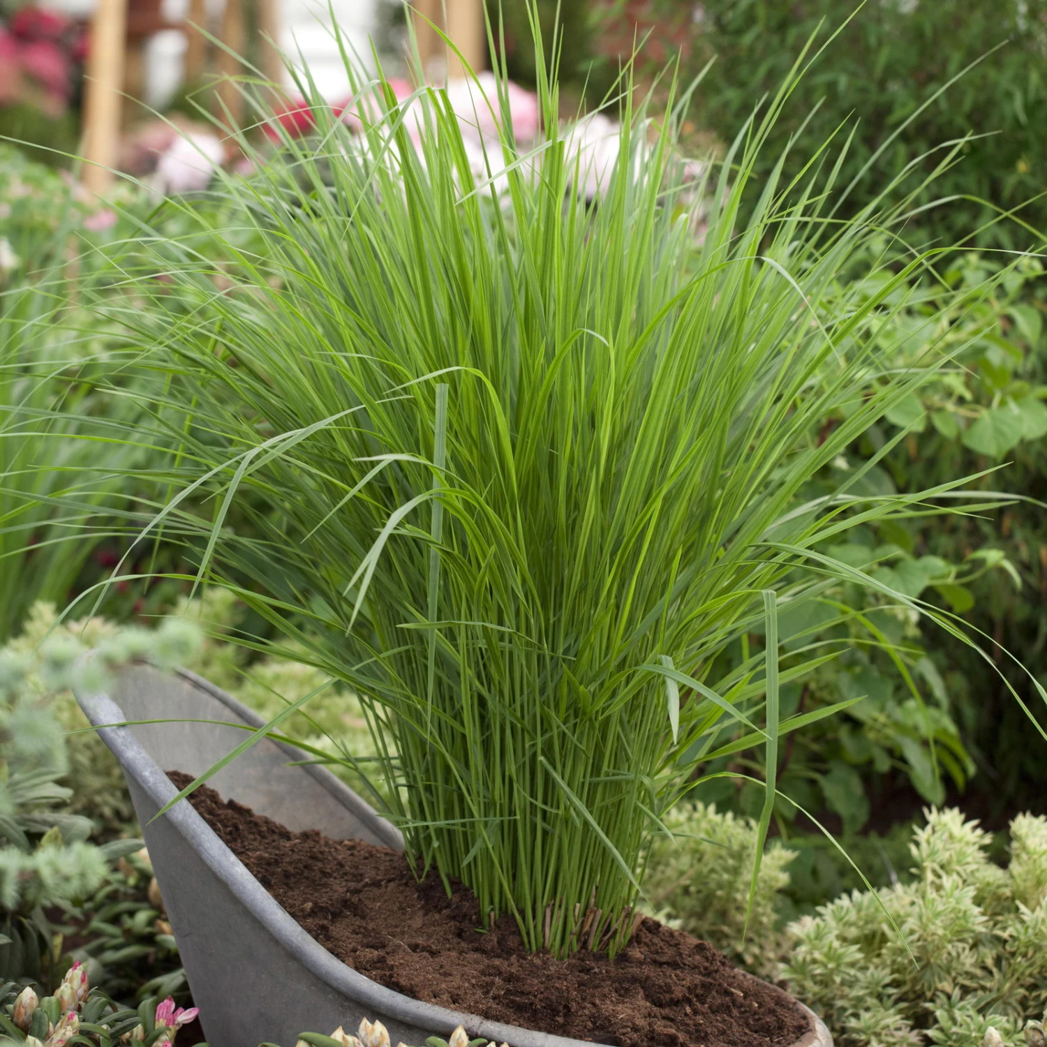 Bio Riesen-Rutenhirse 'Northwind', Topf 5 Liter, Wuchshöhe Ca. 170-180cm 3 Bio Riesen-Rutenhirse 'Northwind', Topf 5 Liter, Wuchshöhe Ca. 170-180cm