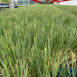 Bio Pampasgras 'Evita'®, Topf 5 Liter -Gartentopf Geschäft 0321600004 cordateria sellonan evita 1 123884