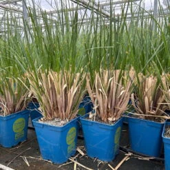 Bio Pampasgras 'Evita'®, Topf 5 Liter -Gartentopf Geschäft 0321600004 cordateria sellonan evita 4 123883