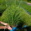 Bio Zebragras 'Little Zebra', Topf 3 Liter 2 Bio Zebragras 'Little Zebra', Topf 3 Liter -Gartentopf Geschäft 0321600013 Miscanthus sin Little Zebra 5 113902