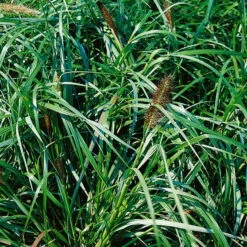 Bio Lampenputzergras 'National Arboretum' Braun, Höhe 60-80 Cm, 5 Liter Topf -Gartentopf Geschäft 0321600020 Pennisetum National Arboretum beschnitten 120415