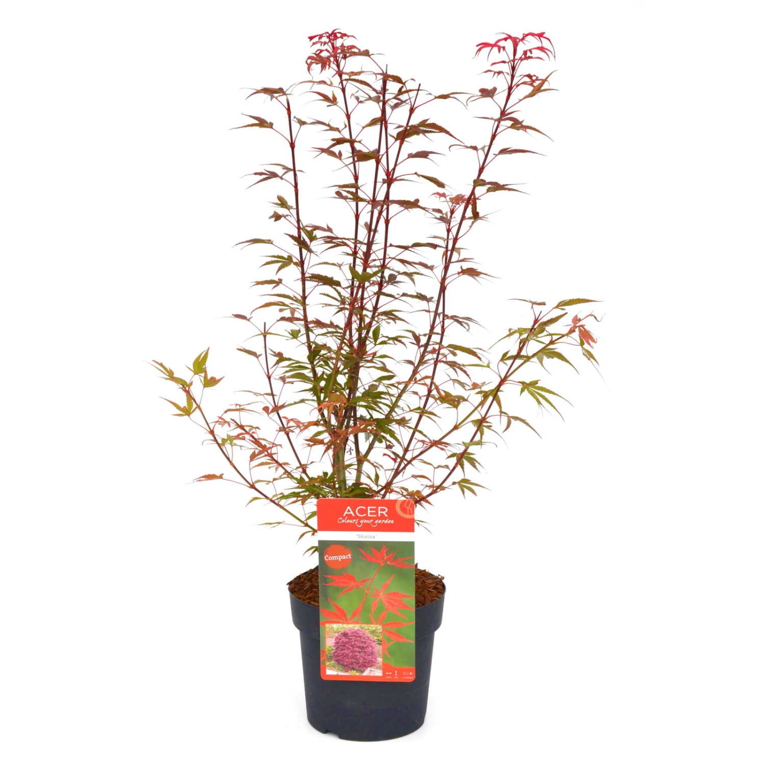 Japanischer Zwergahorn 'Shaina', Höhe 40 - 60 Cm, Topf-Ø 19 Cm 4 Japanischer Zwergahorn 'Shaina', Höhe 40 - 60 Cm, Topf-Ø 19 Cm – Bild 2