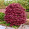 Japanischer Zwergahorn 'Shaina', Höhe 40 - 60 Cm, Topf-Ø 19 Cm -Gartentopf Geschäft 0410300591 Acer palm Shaina 030040060 19er Topf 2 83826