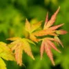 Japanischer Fächerahorn 'Orange Dream', Höhe 40 - 60 Cm, Topf-Ø 19 Cm -Gartentopf Geschäft 0410300592 Acer palm Orange Dream 2 84620