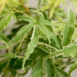 Japanischer Fächerahorn 'Butterfly', Höhe 40 - 60 Cm, Topf-Ø 19 Cm