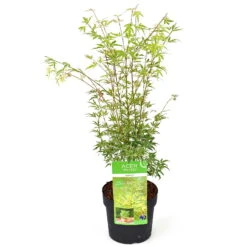 Japanischer Fächerahorn 'Butterfly', Höhe 40 - 60 Cm, Topf-Ø 19 Cm -Gartentopf Geschäft 0410301072 Acer palm Butterfly Son und Koot 2 84627