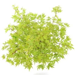 Japanischer Fächerahorn 'Butterfly', Höhe 40 - 60 Cm, Topf-Ø 19 Cm -Gartentopf Geschäft 0410301072 Acer palm Butterfly Son und Koot 4 84629