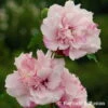 Garten-Hibiskus, Hibiscus Syriacus 'French Cabaret® Pastel', Zartrosa, 40-60cm Hoch, Topf 5 L -Gartentopf Geschäft 0410900550 Hibiscus syr French Cabaret Pastel 75025