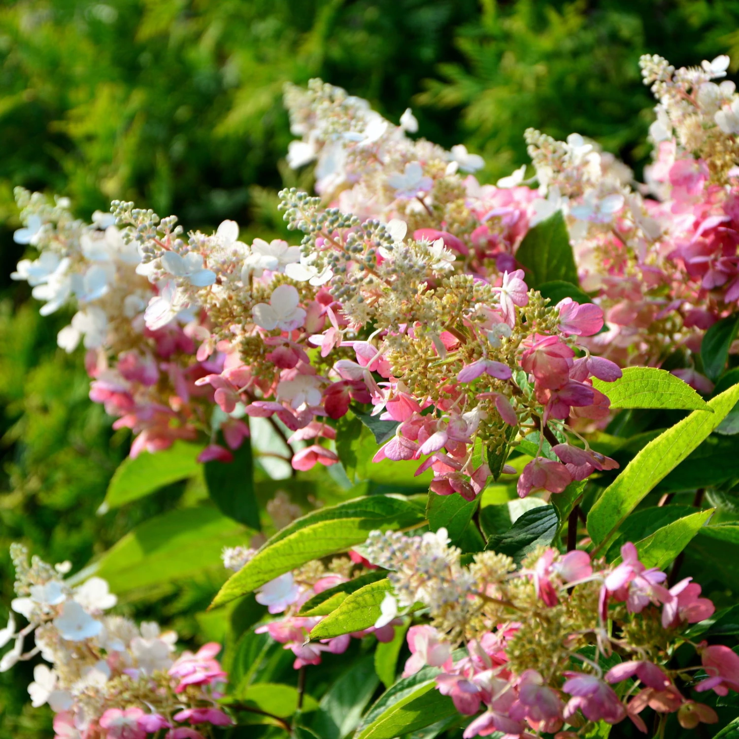 Rispenhortensie 'Pinky Winky'® DVP PinkyⓈ 30/40 Cm, Im 5 L Topf 3 Rispenhortensie 'Pinky Winky'® DVP PinkyⓈ 30/40 Cm, Im 5 L Topf