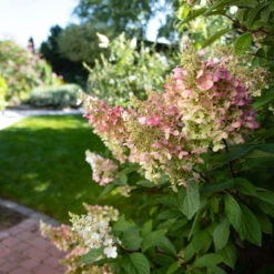 Rispenhortensie 'Pinky Winky'® DVP PinkyⓈ 30/40 Cm, Im 5 L Topf 12 Rispenhortensie 'Pinky Winky'® DVP PinkyⓈ 30/40 Cm, Im 5 L Topf -Gartentopf Geschäft 0415300075 Hydrangea Pinky Winky 2 126715