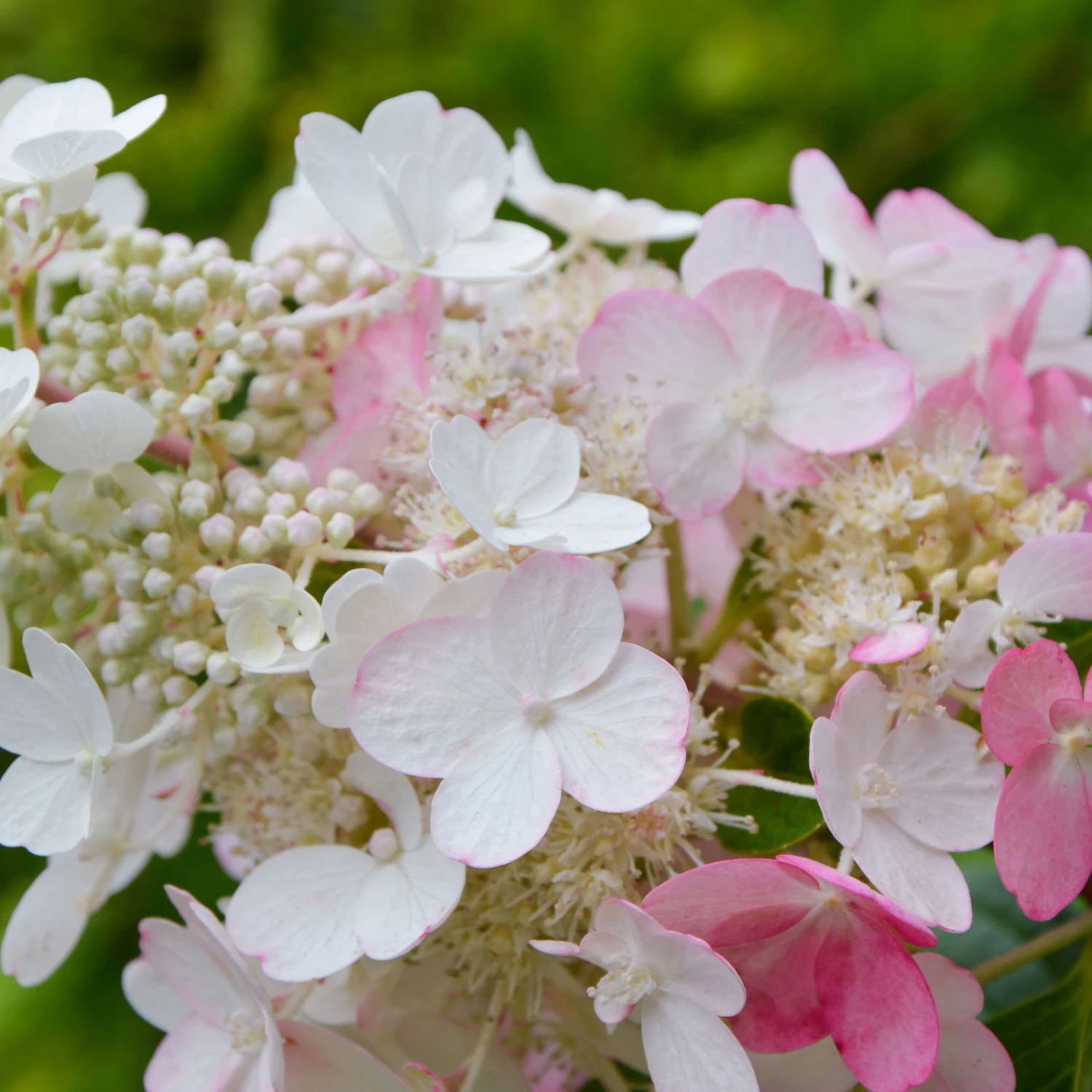 Rispenhortensie 'Pinky Winky'® DVP PinkyⓈ 30/40 Cm, Im 5 L Topf 4 Rispenhortensie 'Pinky Winky'® DVP PinkyⓈ 30/40 Cm, Im 5 L Topf – Bild 2