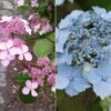 Japanische Berg-Hortensien 'Blue Deckle' & 'Blue Bird', 2er-Set, Topf 4 Liter -Gartentopf Geschäft 0415500167 Hydrangea serrata Blue Deckle Blue Bird 104396