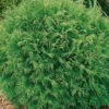 Thuja Occidentalis 'Danica', Kugel-Lebensbaum, 10er-Set, Höhe 20-30 Cm, Topf 2 L -Gartentopf Geschäft 0430350354 Thuja occ Danica 10er Set 83781