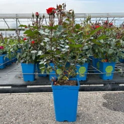 Beetrose 'Westpoint'®, Blutorange, Topf 6 Liter -Gartentopf Geschäft 0460200782 Westpoint Beetrose blutorange 2 126468