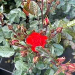 Beetrose 'Westpoint'®, Blutorange, Topf 6 Liter -Gartentopf Geschäft 0460200782 Westpoint Beetrose blutorange 3 126467