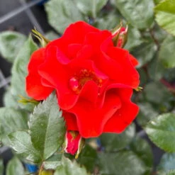 Beetrose 'Westpoint'®, Blutorange, Topf 6 Liter -Gartentopf Geschäft 0460200782 Westpoint Beetrose blutorange 4 126466