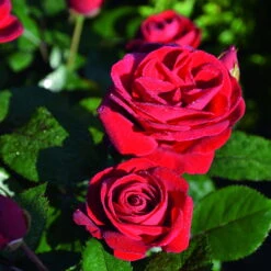 Beetrose 'Kompass'®, Rot, Topf 6 Liter -Gartentopf Geschäft 0460200855 Kompass Premium Beetrose rot Bluetenzauber 75088