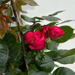 Beetrose 'Kompass'®, Rot, Topf 6 Liter -Gartentopf Geschäft 0460200855 beetrose kompass 6 123895