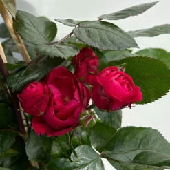 Beetrose 'Kompass'®, Rot, Topf 6 Liter -Gartentopf Geschäft 0460200855 beetrose kompass 7 123894