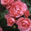 Kletterrose 'Rosanna®', Lachsrosa, Topf 6 Liter 1 Kletterrose 'Rosanna®', Lachsrosa, Topf 6 Liter -Gartentopf Geschäft 0460600348 Koelles Beste Rosanna Premium Kletterrose 6 lachsrosa RGB 6907