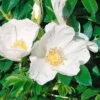 Strandrose (Rosa Rugosa) Weiß, 3er-Set, Höhe 40-60 Cm, Topf 4,6 L -Gartentopf Geschäft 0460700186 Strandrose WEISS 3er Set 98760