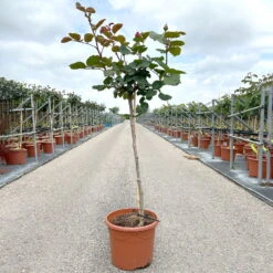 Stammrose 'Kölle's Rosensymphonie'®, Edelrose, Stammhöhe 60 Cm Im 7,5 Liter Topf