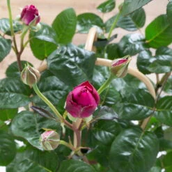 Duftende Edelrose 'Laudatio'®, Purpur-pinkviolett, Doppelbogen, Topf 7,5 Liter -Gartentopf Geschäft 0460851102 laudatio 1 124803
