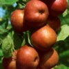 Kölle Bio Apfel 'Roter Boskoop' Unterlage M 26, Höhe 125/150, Topf 10 Liter -Gartentopf Geschäft 0480100569 Roter Boskoop Apfel Busch 86614