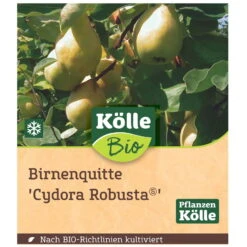 Bio Birnenquitte 'Cydora Robusta'Ⓢ, Topf 10 Liter 10 Bio Birnenquitte 'Cydora Robusta'Ⓢ, Topf 10 Liter -Gartentopf Geschäft 0480300060 Koelle Bio Cydora Robusta Birnenquitte Busch 1 119767
