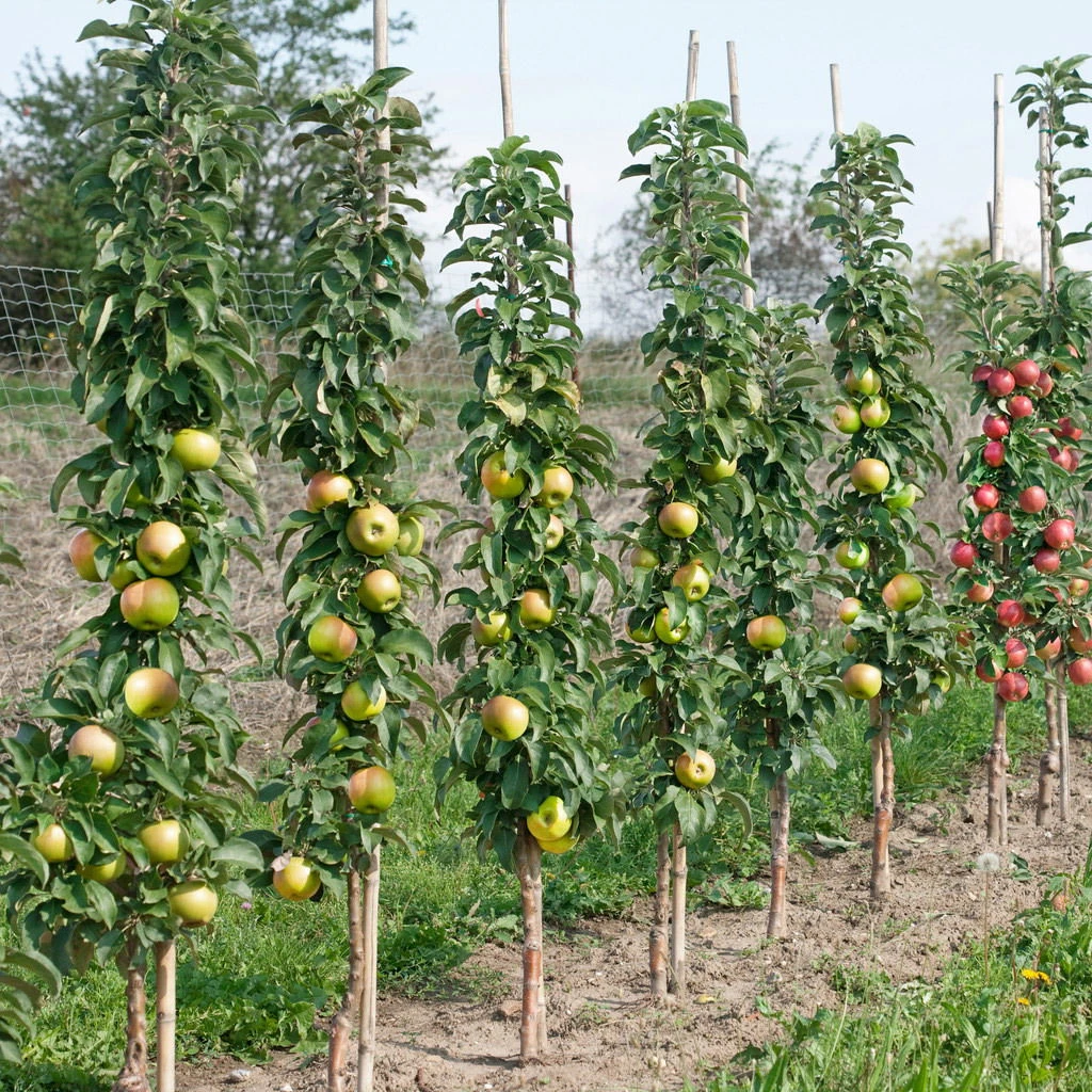 Kölle Bio Säulenapfel 'Greencatsⓢ', Unterlage MM 111, Topf 10 Liter 4 Kölle Bio Säulenapfel 'Greencatsⓢ', Unterlage MM 111, Topf 10 Liter – Bild 2