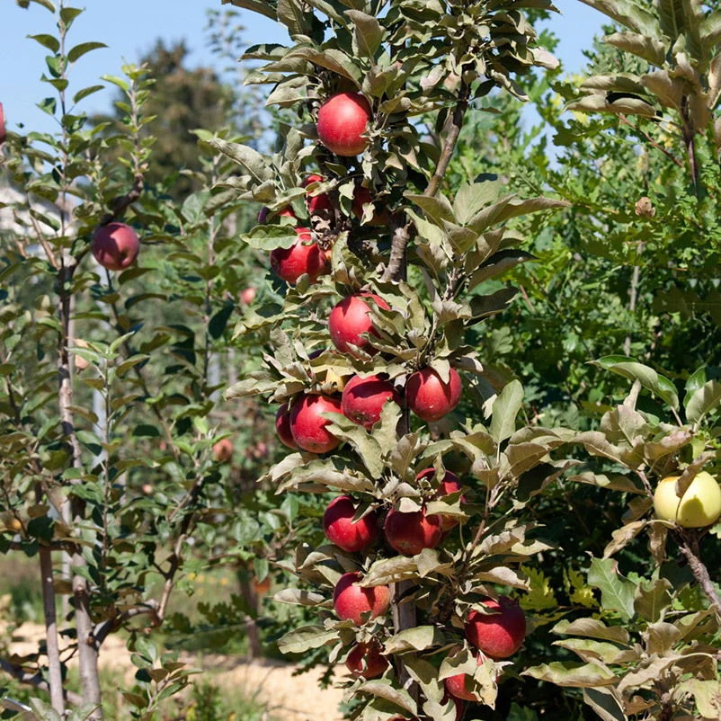 Kölle Bio Säulenapfel 'Redcats'Ⓢ, Unterlage MM 111, Topf 10 Liter 3 Kölle Bio Säulenapfel 'Redcats'Ⓢ, Unterlage MM 111, Topf 10 Liter