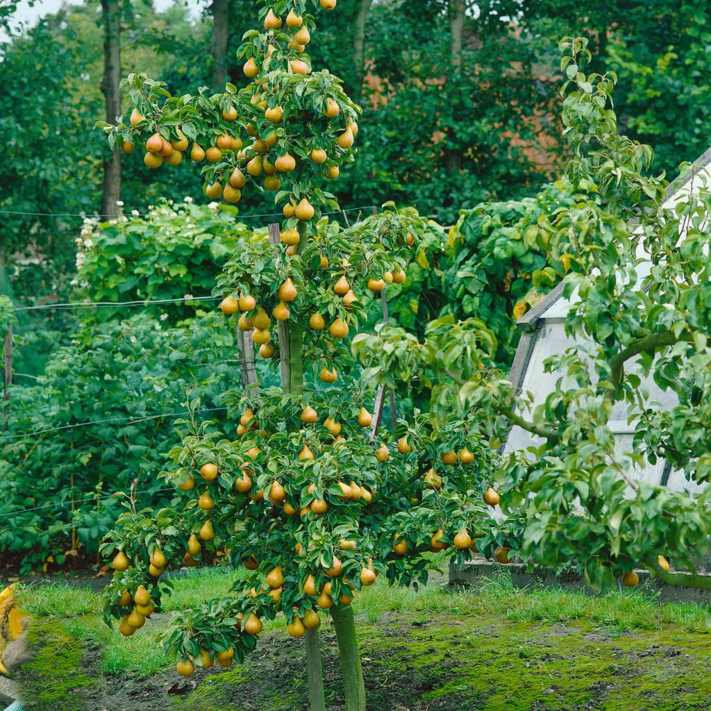 Kölle Bio Säulenbirne 'Obelisk'®, Unterlage Quitte A, Topf 10 Liter 3 Kölle Bio Säulenbirne 'Obelisk'®, Unterlage Quitte A, Topf 10 Liter