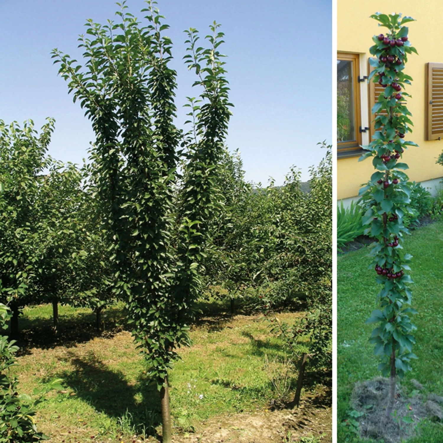 Kölle Bio Säulensauerkirsche 'Jachim'(S), 125-150 Cm Hoch, Topf 10 Liter 3 Kölle Bio Säulensauerkirsche 'Jachim'(S), 125-150 Cm Hoch, Topf 10 Liter