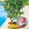 Kölle Bio Zwergbirne 'Garden Pearl® Pyvert', Topf 7,5 Liter -Gartentopf Geschäft 0480670047 Zwergbirne Garden Pearl Sta 40 Co 7lt 1 62175