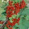 Rotfruchtige Johannisbeere 'Jonkheer Van Tets', 10er-Set, Topf 2 Liter -Gartentopf Geschäft 0480850426 Johannisbeeren Jonk v Tets Weisse Vers 69327