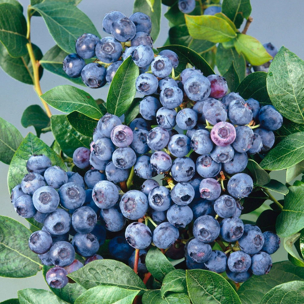 Heidelbeere 'Bluecrop' 30/40 Cm, Topf 23 Cm 3 Heidelbeere 'Bluecrop' 30/40 Cm, Topf 23 Cm