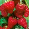 Herbsthimbeeren 'Zefa 3', 4er-Set, Topf Je 2 Liter -Gartentopf Geschäft 0480900201 Herbsthimbeere Zefa 3 4er Set1 76446