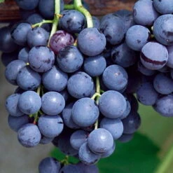 Kernlose Tafeltraube 'Venus®' 9 Kernlose Tafeltraube 'Venus®' -Gartentopf Geschäft 0480930216 KB Tafeltraube Venus Co2lt blau kernlos 1 126782