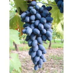 Kernarme Tafeltraube 'Kodrianka'(s) -Gartentopf Geschäft 0480930340 KB tafeltraube Kodrianka 75029