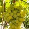 Kernarme Tafeltraube 'Frumosa Alba'® -Gartentopf Geschäft 0480930366 Tafeltraube Frumoasa Alba gelb 070080 Co3lt 1 1 119787
